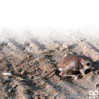 گونه دوپای مصری کوچک Lesser Egyptain jerboa